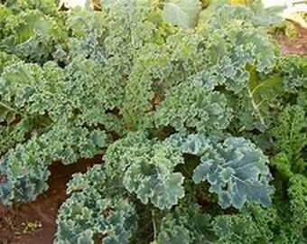 Dwarf Siberian Kale Seeds | Heirloom