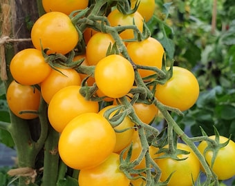 Honeydrop Cherry Tomato Seeds | Heirloom