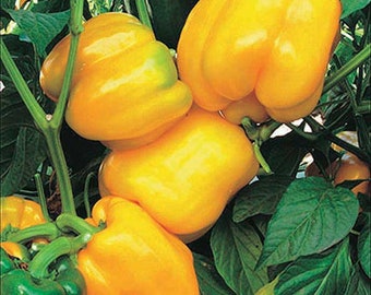 Sunbright Pepper Seeds | Sweet | Organic