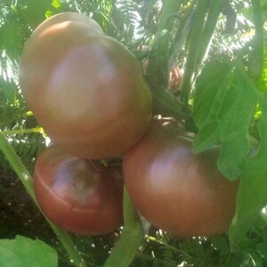 Sokolades Tomato Seeds