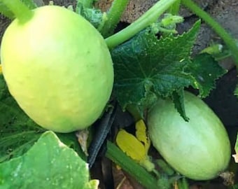 Crystal Apple Cucumber Seeds | Heirloom | Organic