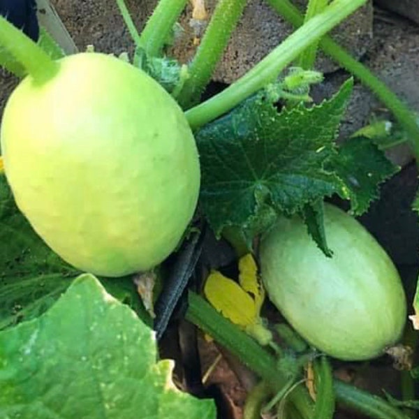 Crystal Apple Cucumber Seeds | Heirloom | Organic
