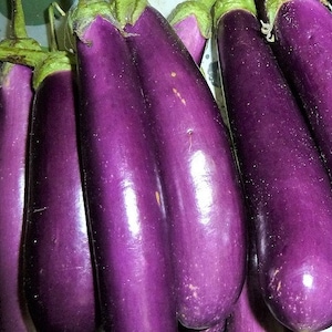 Long Purple Eggplant Seeds | Heirloom