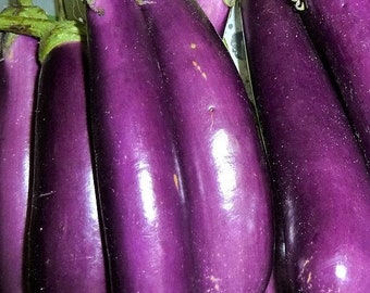Semillas de berenjena morada larga / Variedad tradicional