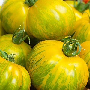 Green Zebra Giant Tomato Seeds