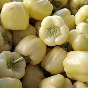 White Cloud Pepper Seeds