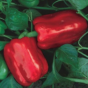 Chinesische Riesenpaprika Samen | Erbstück