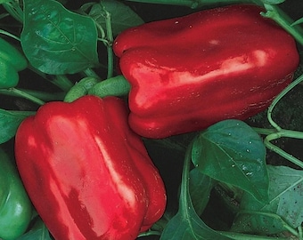 Chinese Giant Pepper Seeds | Heirloom