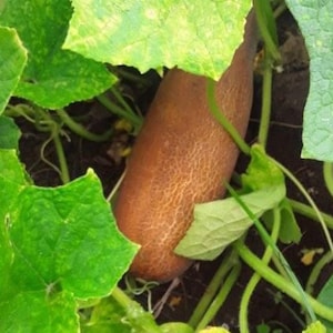 Brown Russian Cucumber Seeds | Heirloom | Organic