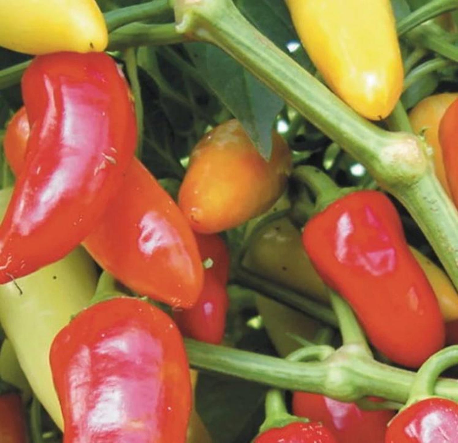 Farm Rio Pepper Rio Grande (hot) Pepper Seeds - Etsy