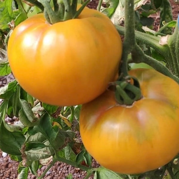 Golden Jubilee Tomato Seeds | Heirloom