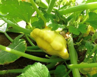 Yellow Bush Scallop Summer Squash Seeds  | Heirloom