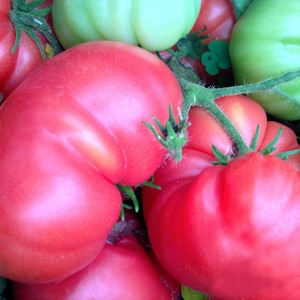Burpee&#39;s Dwarf Giant Tomato Seeds | Heirloom | Organic