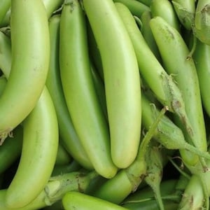 Fingers grüne Aubergine Samen | Erbstück