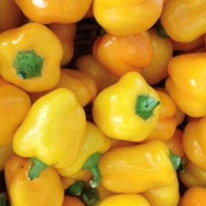 Mini Yellow Bell Pepper Seeds