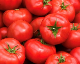 Early Girl (F1 Hybrid) Tomato Seeds