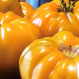 May include: Close-up of four large, bright yellow heirloom tomatoes. The tomatoes have a bumpy, uneven texture and are arranged in a cluster.