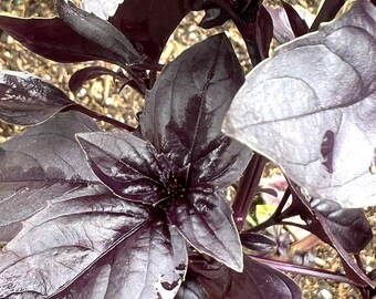 Purple Basil Seeds – Organic, Non-GMO, Heirloom Herb Seeds | Back To Nature Seed Company