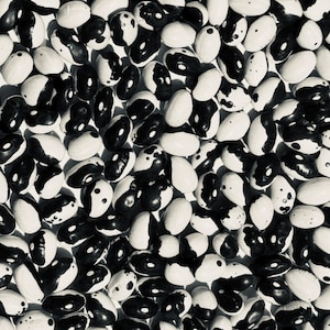 Calypso (Orca) Bean Seeds