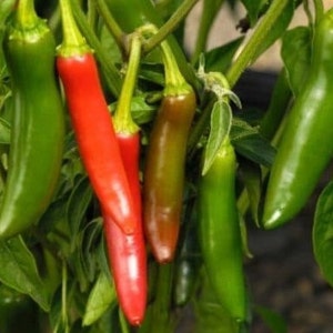 May include: Close-up of a cluster of green and red chili peppers growing on a plant. The peppers are various shades of green and red, with some being fully ripe and others still developing.