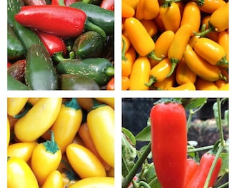 Jalapeno Pepper Collection | Hot | Seeds