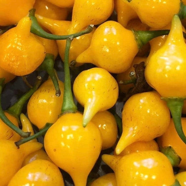 Biquinho Yellow Pepper Seeds | Hot | Organic