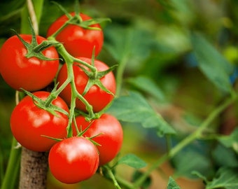Large Red Cherry Tomato Seeds | Heirloom