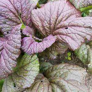 Red Giant Mustard Seeds | Heirloom