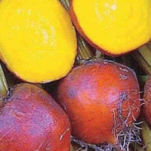 Golden Detroit Beet Seeds | Heirloom Vegetable | Organic