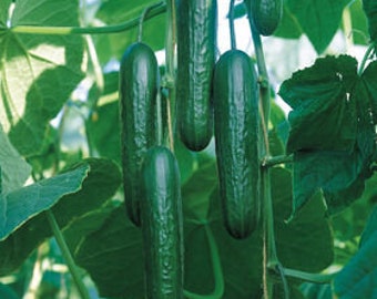 Muncher Cucumber Seeds | Heirloom