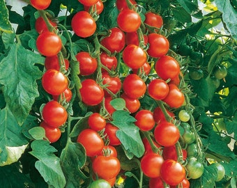 Gardener's Delight Tomato Seeds | Heirloom