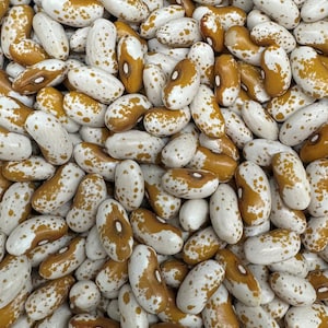 Jacob&#39;s Gold (Bush) Bean Seeds
