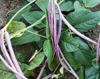 Ou Trouver Des Haricots Graines Haricot Long Noodle - 45 Graines Non-OGM Pour Treillis Graines De Haricot De Jardin