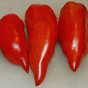 Jersey Devil Tomato Seeds