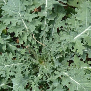 White Russian Kale Seeds | Heirloom