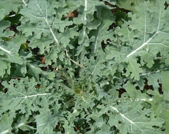 Semillas de col rizada rusa blanca / Heirloom