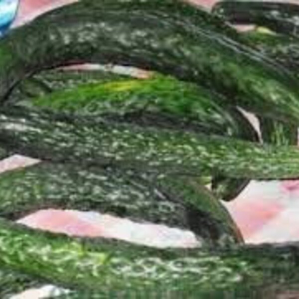 Chinese Snake Curved Cucumber Seeds