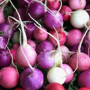 Easter Egg Radish Seeds