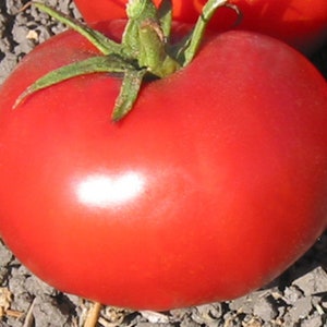 Atkinson | Tomato Seeds | Heirloom | Organic