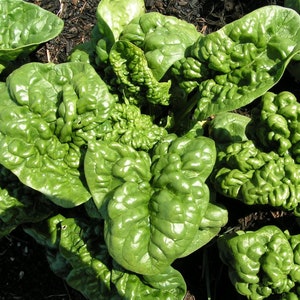 Bloomsdale Spinach Seeds | Heirloom