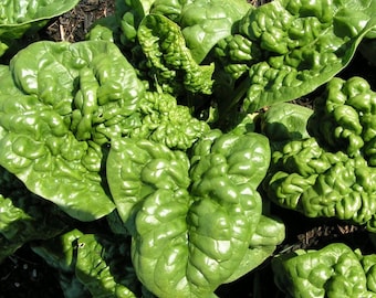 Bloomsdale Spinat Samen | Erbstück