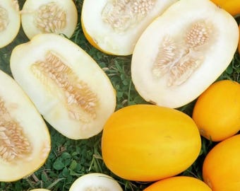 Mango Melon (Vine Peach) Seeds | Heirloom