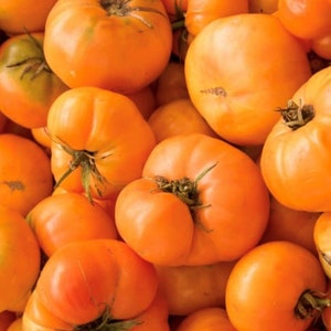 Kentucky Beefsteak Tomato Seeds | Heirloom | Organic