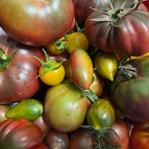 Heirloom Tomato Seed Mix | Heirloom