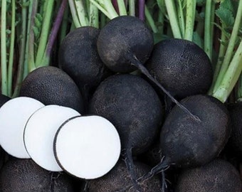 Black Spanish Round Radish Seeds | Heirloom | Organic