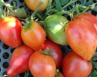 Bicolor Oxheart Tomato Seeds | Heirloom | Organic