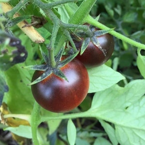 Dancing With Smurfs Tomato Seeds | Organic