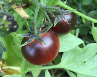 Dancing With Smurfs Tomato Seeds | Organic
