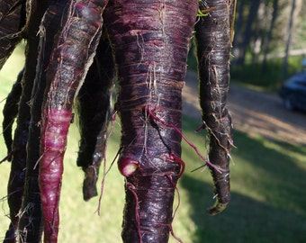 Semi di carota Black Nebula / Biologici