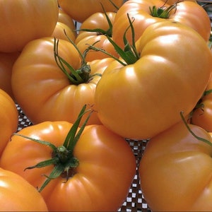 Yellow Brandywine Tomato Seeds | Heirloom